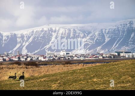 oche pascolo su erba alla periferia di reykjavik Foto Stock