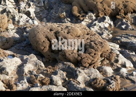 Corallo fossilizzato a Ogmore-by-Sea, Galles Foto Stock