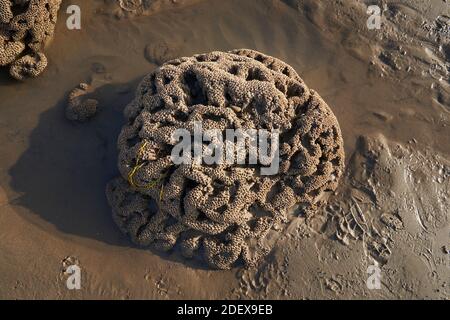 Corallo fossilizzato a Ogmore-by-Sea, Galles Foto Stock