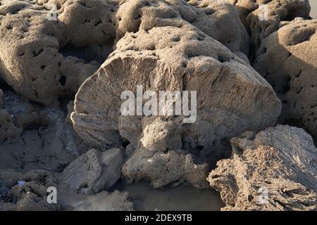 Corallo fossilizzato a Ogmore-by-Sea, Galles Foto Stock