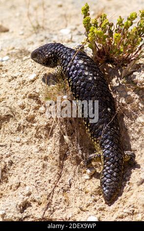 Un closeup di una lucertola stumpia vicino al Coorong in Australia Meridionale il 11 novembre 2020 Foto Stock