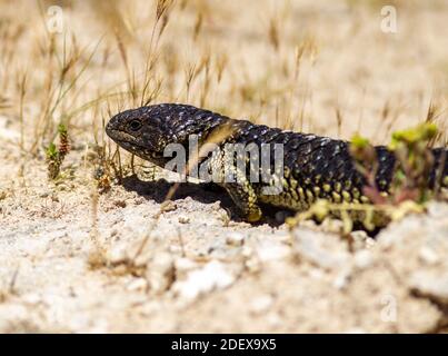 Un closeup di una lucertola stumpia vicino al Coorong in Australia Meridionale il 11 novembre 2020 Foto Stock