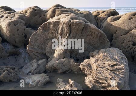 Corallo fossilizzato a Ogmore-by-Sea, Galles Foto Stock