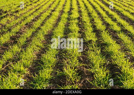 Linee di giovani germogli di grano invernale in un campo in autunno. Molto Hadham, Hertfordshire. REGNO UNITO Foto Stock