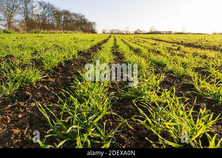 Linee di giovani germogli di grano invernale in un campo in autunno. Molto Hadham, Hertfordshire. REGNO UNITO Foto Stock