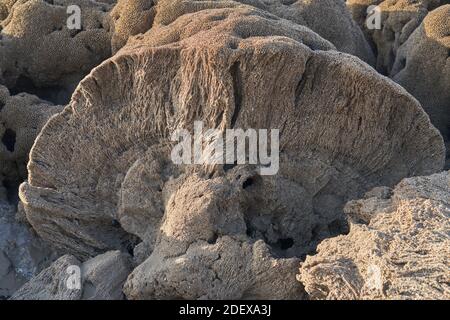 Corallo fossilizzato a Ogmore-by-Sea, Galles Foto Stock