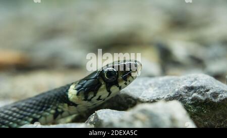 Testa del serpente d'erba con un occhio grande, primo piano Foto Stock