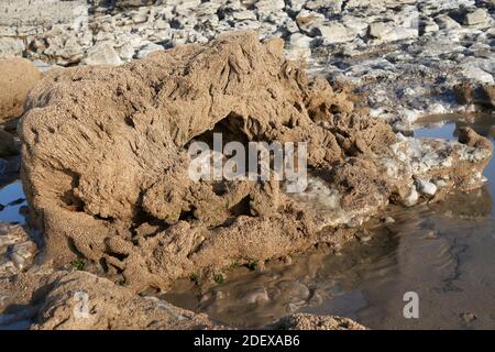 Corallo fossilizzato a Ogmore-by-Sea, Galles Foto Stock