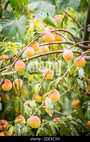 Le pesche mature pendono da un albero di pesche in un giardino a Ravello Campania Italia. Foto Stock