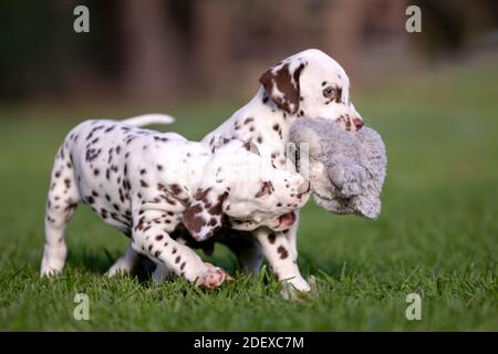 Due simpatici cuccioli dalmati sull'erba. Foto Stock