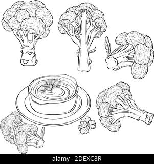 Set di broccoli e un piatto di zuppa. Illustrazione vettoriale disegnata a mano con contorno nero isolato su sfondo bianco. Raccolta di verdure fresche. Applicabile per menu ristorante, libro da colorare, stampa. Illustrazione Vettoriale