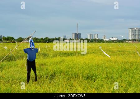 Scarecrow su risaia con cielo blu e edifici circostanti. Sabah, Malesia Foto Stock