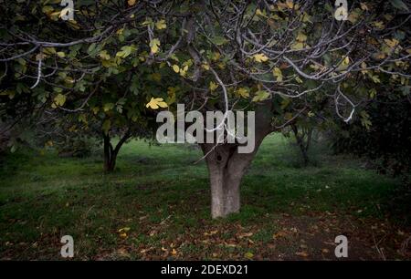 Albero di fico (Ficus carica) in autunno, Spagna. Foto Stock