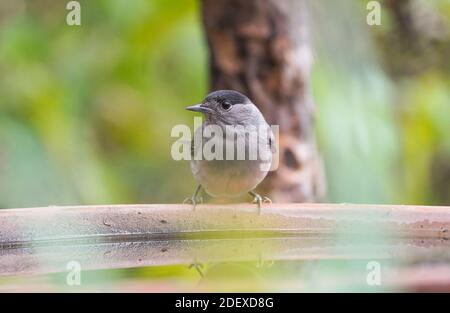 Berretto eurasiatico maschio, (Sylvia atricapilla) ad un piatto da bere in un giardino, Spagna. Foto Stock