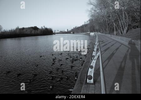 Foto in bianco e nero. Le anatre nuotano in acqua vicino alla riva. Alimentazione di pollame. Foto Stock