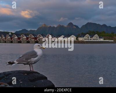 Uccello gabbiano singolo seduto su vecchio pneumatico camion nel porto di Svolvaer, isola di Austvågøy, Lofoten, Norvegia con case di rorbu in legno di colore rosso. Foto Stock