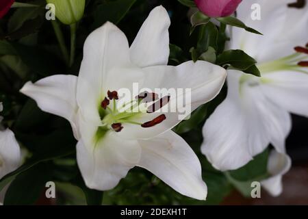 White Lilly (Madonna) catturato con un obiettivo Macro Foto Stock