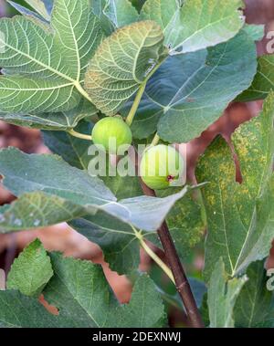 Mazzo di fichi verdi su un fico. Foto Stock