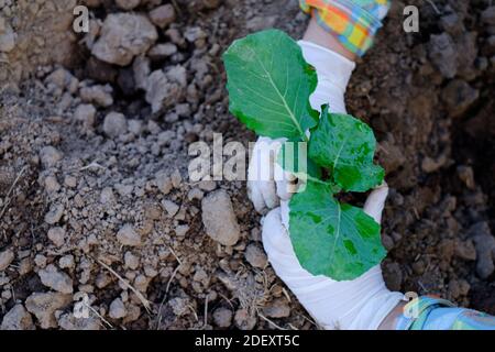 Il giardiniere le mani che piantano il giardinaggio di verdure di cavolo Foto Stock