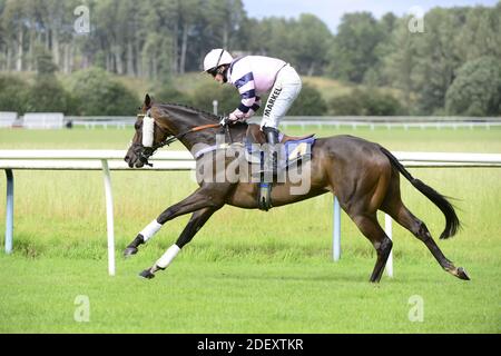 Un cavallo da corsa a metà corsa a Perth Races. Foto Stock