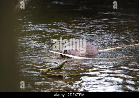 European Beaver (fibra di Castor) mangiare abbaia da un piccolo ramo, come il mais sulla pannocchia. Foto Stock