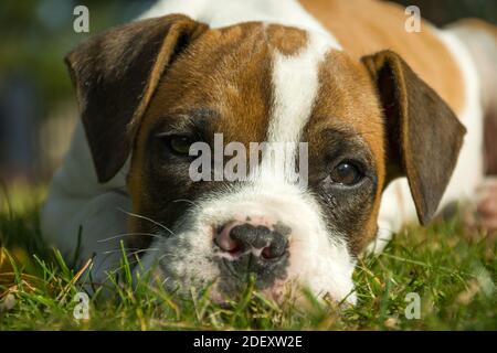 Un cucciolo di pugile macchiato che giace nell'erba verde Foto Stock