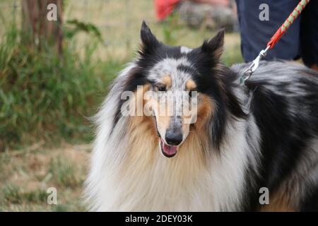 Una messa a fuoco selettiva di un carino Rough Collie con un collare Foto Stock