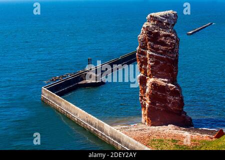 La colonia di uccelli, Northern gannet (Morus bassanus), Lange Anna, Isola di Helgoland, Schleswig-Holstein, Germania, Europa Foto Stock