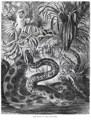 Anaconda, illustrazione vintage del 1896 Foto Stock