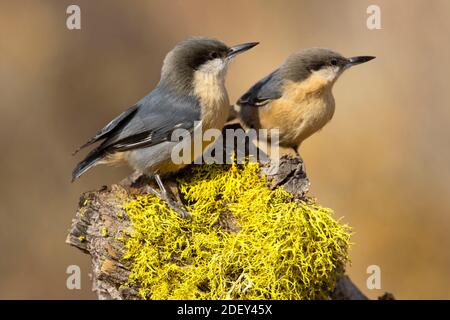 Nuthatch Pygmy (Sitta pygmaea), Blind vista lago Cabin, Deschutes National Forest, Oregon Foto Stock