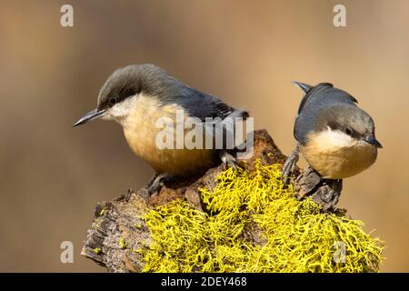 Nuthatch Pygmy (Sitta pygmaea), Blind vista lago Cabin, Deschutes National Forest, Oregon Foto Stock
