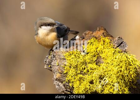 Nuthatch Pygmy (Sitta pygmaea), Blind vista lago Cabin, Deschutes National Forest, Oregon Foto Stock