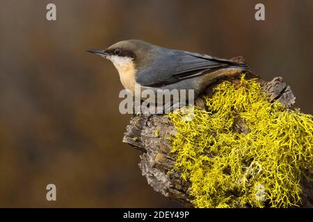 Nuthatch Pygmy (Sitta pygmaea), Blind vista lago Cabin, Deschutes National Forest, Oregon Foto Stock
