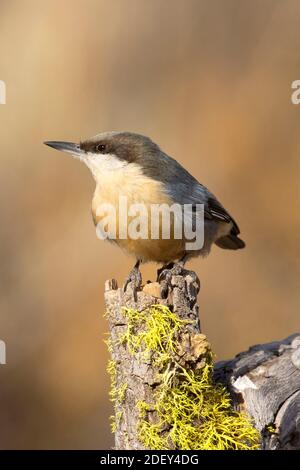 Nuthatch Pygmy (Sitta pygmaea), Blind vista lago Cabin, Deschutes National Forest, Oregon Foto Stock