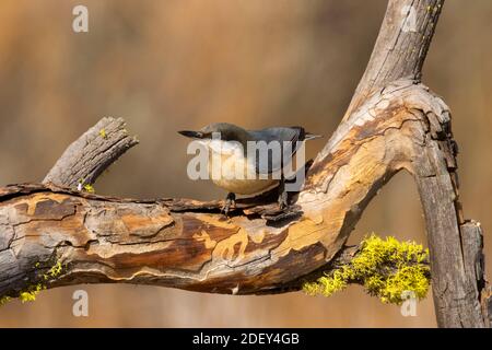 Nuthatch Pygmy (Sitta pygmaea), Blind vista lago Cabin, Deschutes National Forest, Oregon Foto Stock