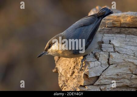 Nuthatch Pygmy (Sitta pygmaea), Blind vista lago Cabin, Deschutes National Forest, Oregon Foto Stock