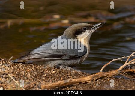 Nuthatch Pygmy (Sitta pygmaea), Blind vista lago Cabin, Deschutes National Forest, Oregon Foto Stock
