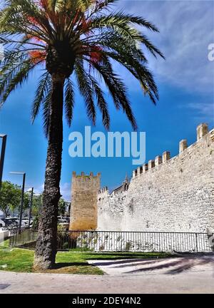 A vertical shot of a palm tree growing against a historical ancient building Foto Stock