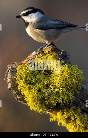 Mountain Chickadee (Poecile Gambeli), Cabin Lake Viewing Blind, Deschutes National Forest, Oregon Foto Stock