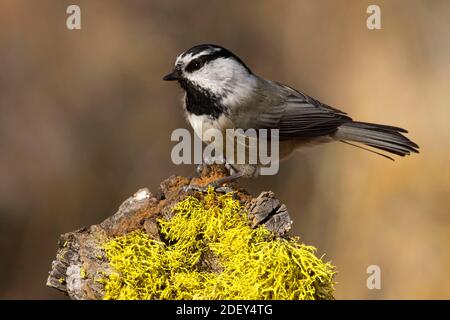Mountain Chickadee (Poecile Gambeli), Cabin Lake Viewing Blind, Deschutes National Forest, Oregon Foto Stock