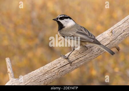 Mountain Chickadee (Poecile Gambeli), Cabin Lake Viewing Blind, Deschutes National Forest, Oregon Foto Stock