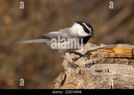 Mountain Chickadee (Poecile Gambeli), Cabin Lake Viewing Blind, Deschutes National Forest, Oregon Foto Stock