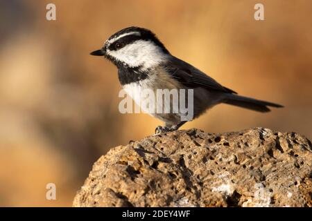 Mountain Chickadee (Poecile Gambeli), Cabin Lake Viewing Blind, Deschutes National Forest, Oregon Foto Stock