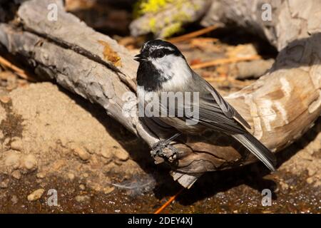 Mountain Chickadee (Poecile Gambeli), Cabin Lake Viewing Blind, Deschutes National Forest, Oregon Foto Stock