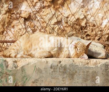 Bellissimo fantastico gatto zenzero rilassante al sole vicino alla roccia calcarea maltese. Giornata di sole a Lapsi, Malta. Gatti maltesi. Foto Stock