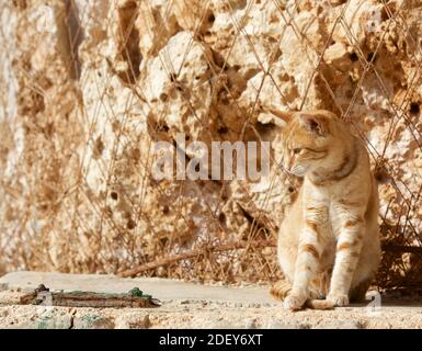 Bellissimo fantastico gatto zenzero rilassante al sole vicino alla roccia calcarea maltese. Giornata di sole a Lapsi, Malta. Gatti maltesi. Foto Stock