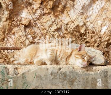 Bellissimo fantastico gatto zenzero rilassante al sole vicino alla roccia calcarea maltese. Giornata di sole a Lapsi, Malta. Gatti maltesi. Foto Stock