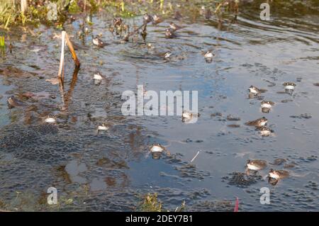 Rane comuni maschili (Rana temporaria) in una piscina di riproduzione. Foto Stock