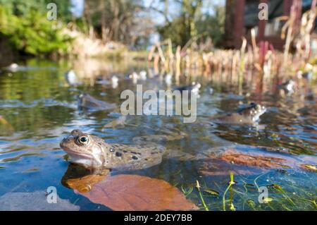 Rana comune maschile (Rana temporaria) in attesa di qualsiasi rana femminile che ritornano alle piscine di allevamento con cui razza. Foto Stock