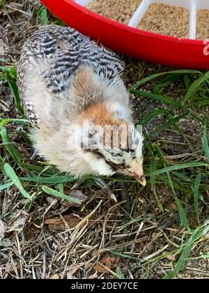 Baby Easter egger pulcino Top angle view . Foto di alta qualità Foto Stock